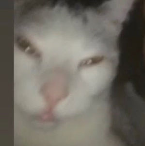 Meet your Posher, Junior